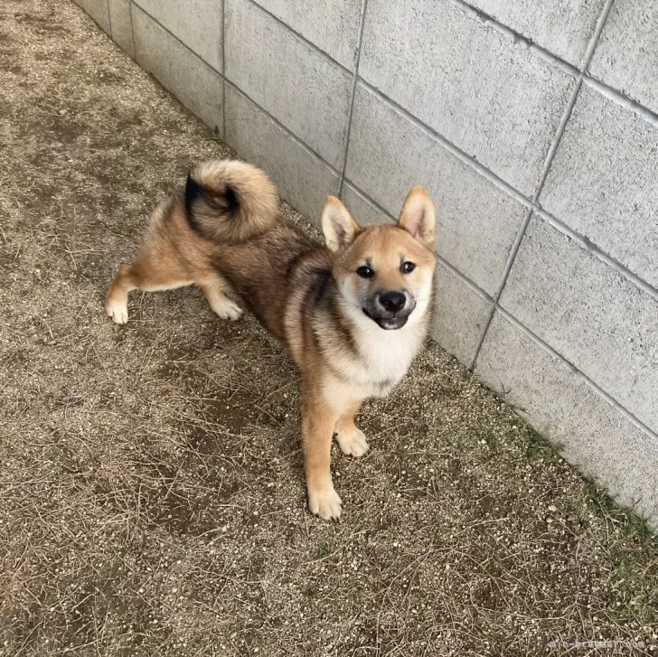 ID：2402-03405の子犬