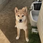 柴犬(標準サイズ)【福岡県・男の子・2024年1月20日・赤】の写真1「優しいお顔で母犬椿似です♡」