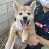 柴犬(標準サイズ)【福岡県・女の子・2023年5月26日・赤】の写真1「優しい性格、顔をしています。」