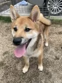 柴犬(標準サイズ)【福岡県・男の子・2024年1月20日・赤】の写真3