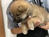 柴犬(標準サイズ)【福岡県・男の子・2023年5月26日・赤】の写真3