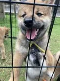 柴犬(標準サイズ)【福岡県・男の子・2023年5月26日・赤】の写真4「7月23日撮影上の黄色の紐の子犬です♡」