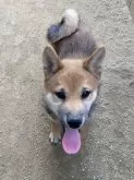 柴犬(標準サイズ)【福岡県・男の子・2024年1月20日・赤】の写真5