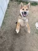 柴犬(標準サイズ)【福岡県・男の子・2024年1月20日・赤】の写真5