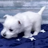 ウエストハイランドホワイトテリア【東京都・女の子・2025年2月25日・ホワイト】の写真4