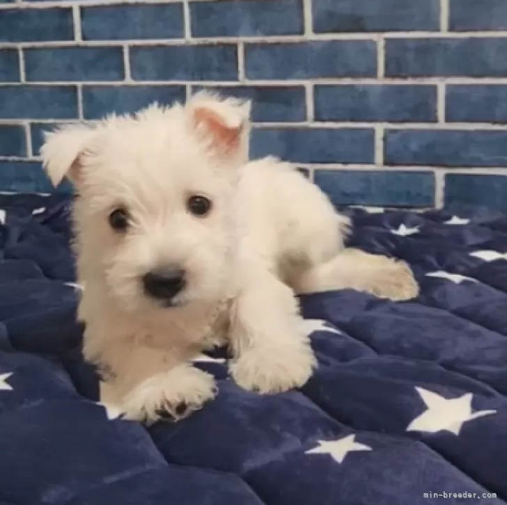 ID：2405-00306の子犬