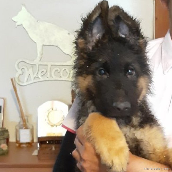 dog_img_1_8a8e76738c23.jpg