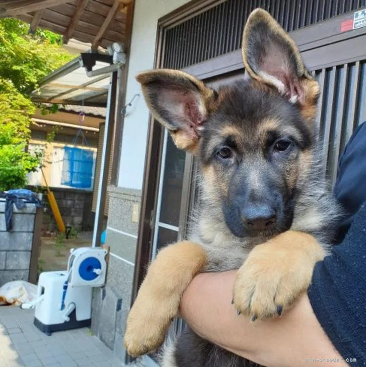 さやか 様のお迎えした子犬
