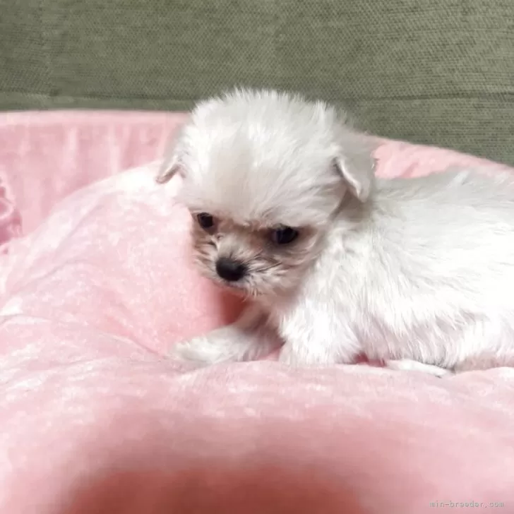 チワプー(トイプードル×チワワ)【埼玉県・女の子・2025年9月15日・チワプー5兄妹】の写真1