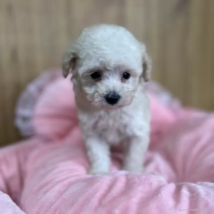 タイニープードル【埼玉県・女の子・2025年9月18日・クリーム】の写真1