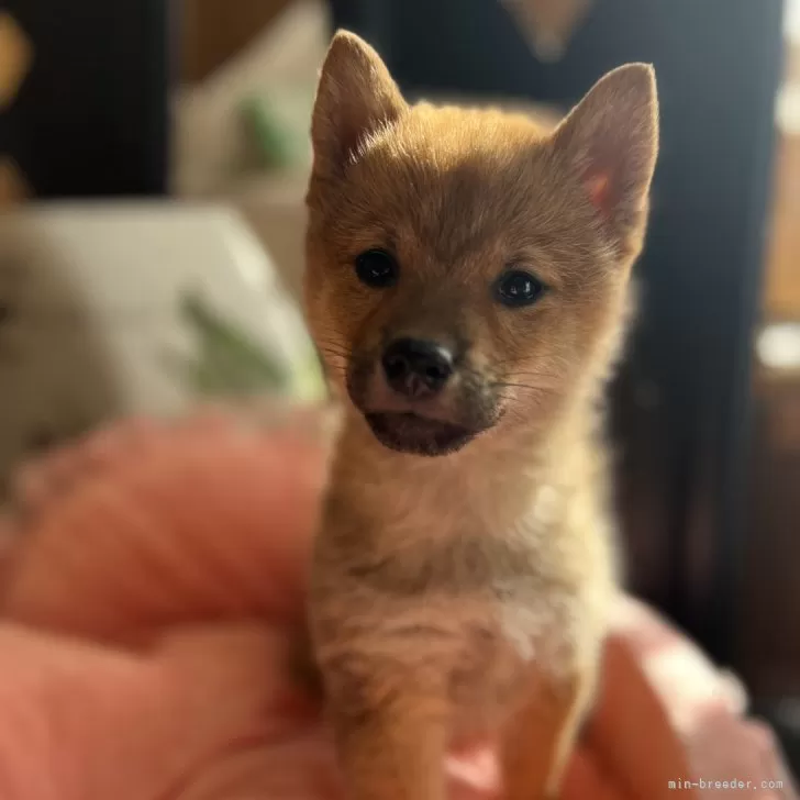 かまえみ 様のお迎えした子犬
