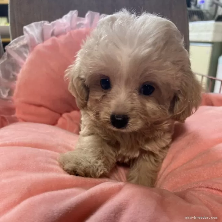 ID:2505-05467の子犬
