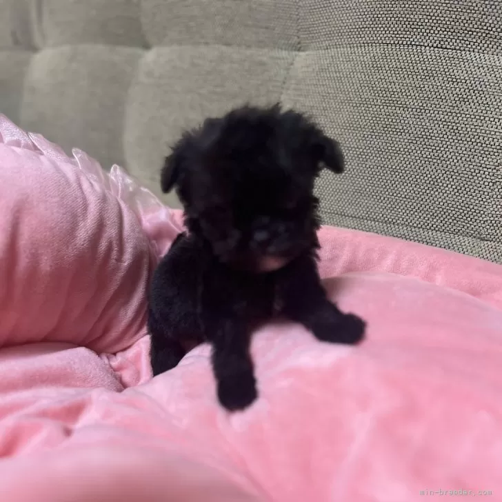 チワプー(トイプードル×チワワ)【埼玉県・男の子・2025年9月15日・チワプーブラック】の写真1