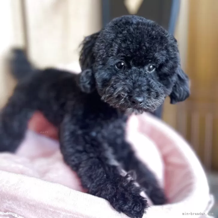 ID：2412-04354の子犬
