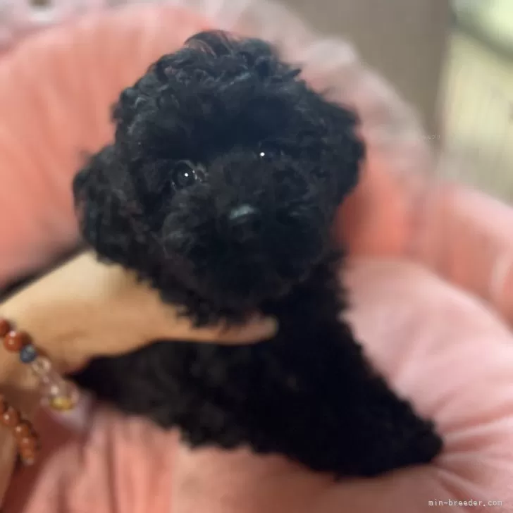 ID：2506-03095の子犬