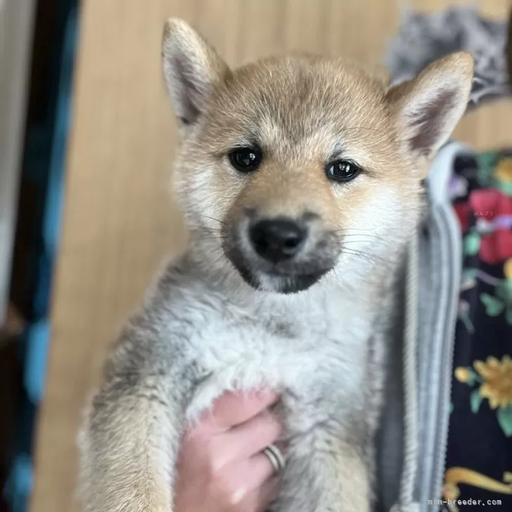 ID:2412-01967の子犬
