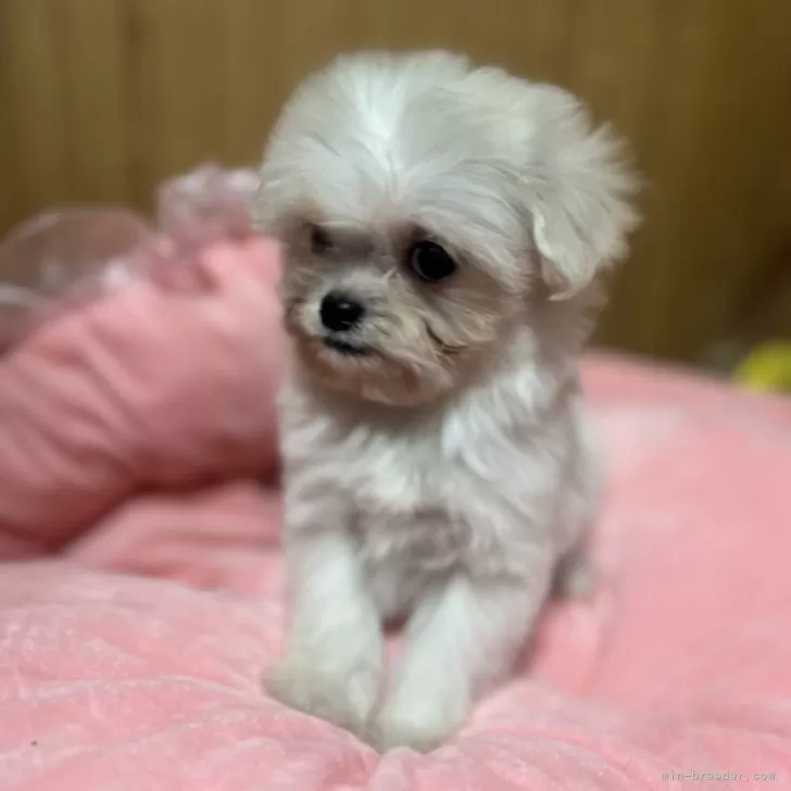 チワプー(トイプードル×チワワ)【埼玉県・女の子・2025年9月15日・チワプー5兄妹】の写真1