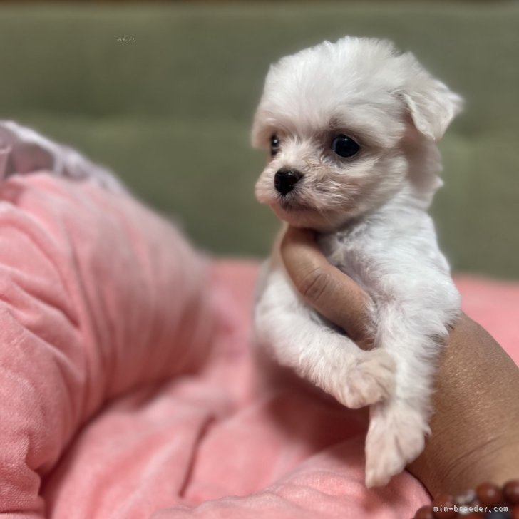 ブリーダー画像