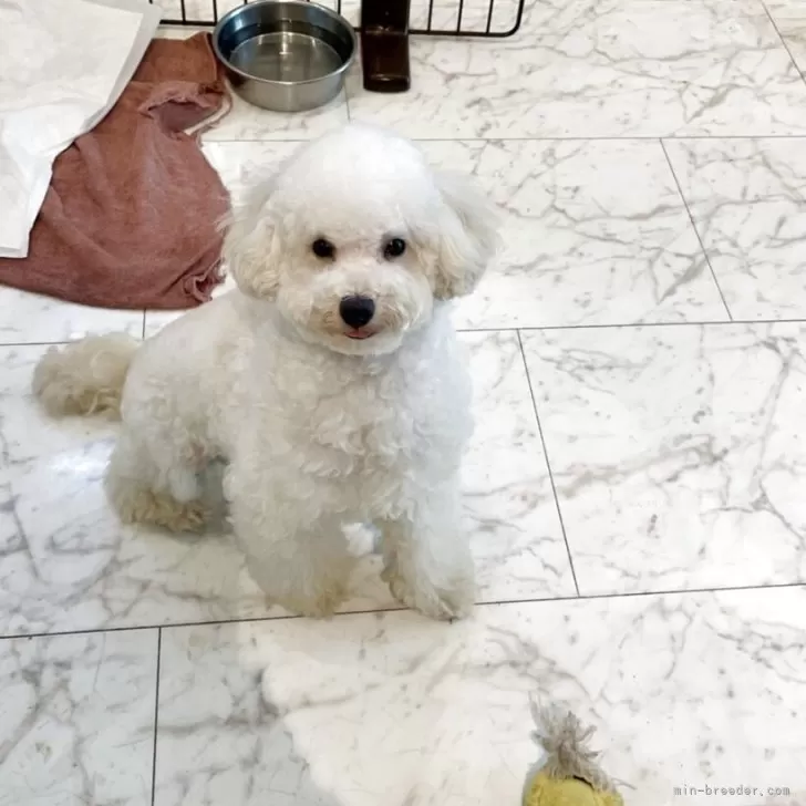 ID：2410-00971の子犬