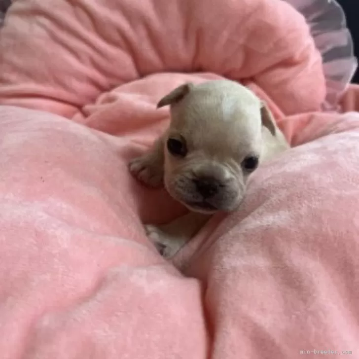 ID:2410-07305の子犬