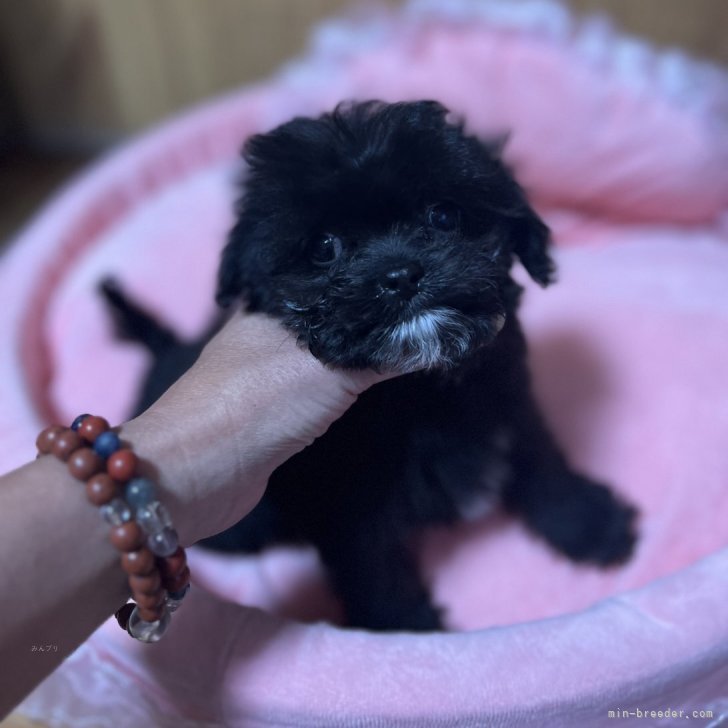 ブリーダー画像