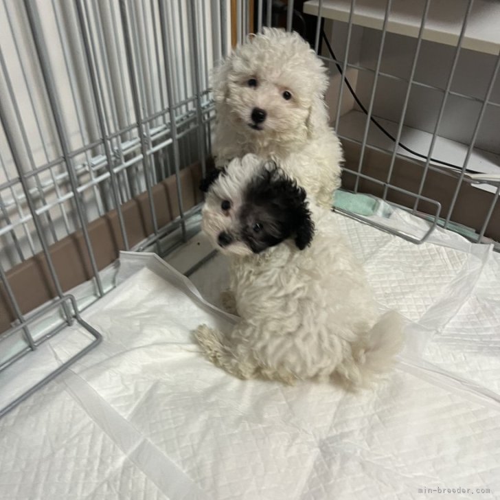 ブリーダー画像