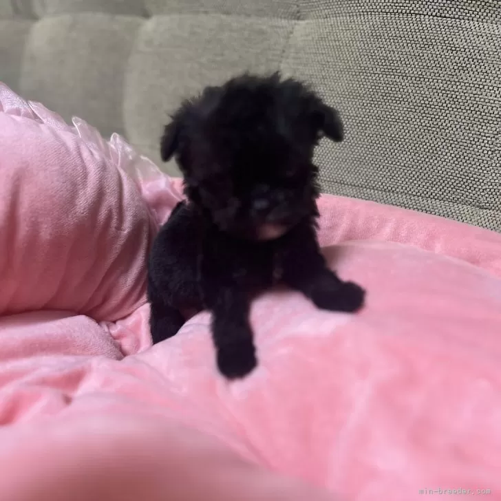 チワプー(トイプードル×チワワ)【埼玉県・男の子・2025年9月15日・チワプーブラック】の写真1