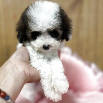 タイニープードル【埼玉県・男の子・2025年8月26日・パーティー】の写真「希少カラーの白茶パーティー」