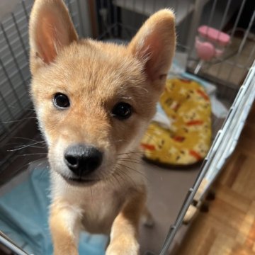 柴犬(豆柴)【埼玉県・男の子・2025年6月11日・赤】の写真「愛嬌たっぷりな顔立ち」