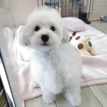 タイニープードル【埼玉県・男の子・2024年8月28日・クリーム】の写真「顔立ちの整ったタイニー君✨」