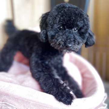 ティーカッププードル【埼玉県・女の子・2024年5月30日・ブラック】の写真「ウルウルな瞳に魅了されます」