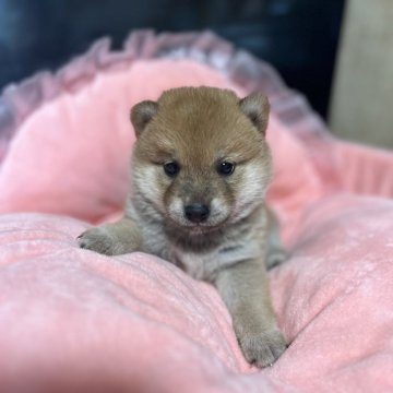 柴犬(標準サイズ)【埼玉県・男の子・2025年6月11日・赤】の写真「愛嬌たっぷりな顔立ち」