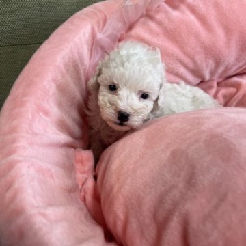 タイニープードル【埼玉県・女の子・2025年8月26日・ホワイト】の写真「3姉妹で一番サイズでかめちゃん」