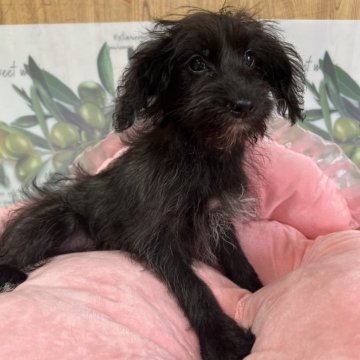 ミックス(柴犬×トイプードル)【埼玉県・男の子・2025年2月26日・ブラック】の写真「おめめウルウル、ボサかわ犬✨」