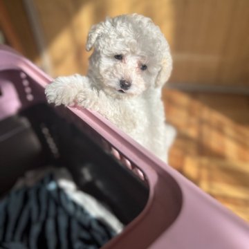 トイプードル(タイニー)【埼玉県・男の子・2025年9月18日・クリーム】の写真「毛量たっぷり」