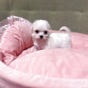 チワプー(トイプードル×チワワ)【埼玉県・女の子・2025年9月15日・ホワイト】の写真「ブサ可愛チワプーミックス」