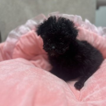 トイプードル(ティーカップ)【埼玉県・男の子・2025年9月16日・ブラック】の写真「極小マイクロティーカップ✨」