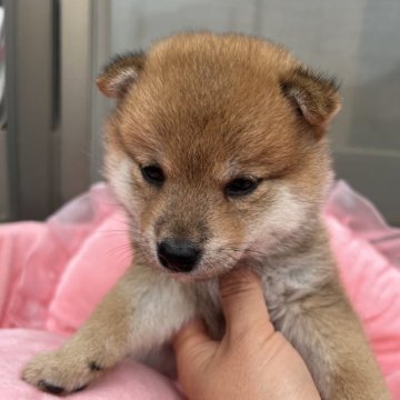 柴犬(標準サイズ)【埼玉県・男の子・2025年4月24日・赤色】の写真「モフモフで抱き心地100点満点❤️」