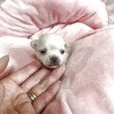 チワワ(スムース)