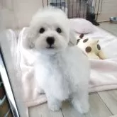 タイニープードル
