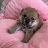 柴犬(標準サイズ)