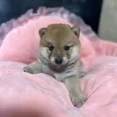 柴犬(標準サイズ)