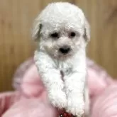 タイニープードル【埼玉県・男の子・2025年9月18日・クリーム】の写真1