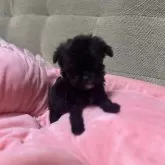 チワプー(トイプードル×チワワ)【埼玉県・男の子・2025年9月15日・チワプーブラック】の写真1