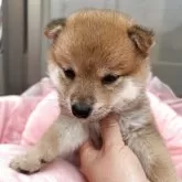 柴犬(標準サイズ)