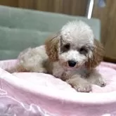 タイニープードル
