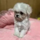 チワプー(トイプードル×チワワ)【埼玉県・女の子・2025年9月15日・チワプー5兄妹】の写真1