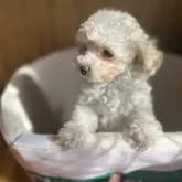 タイニープードル