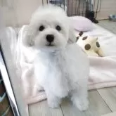 タイニープードル