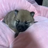 柴犬(標準サイズ)